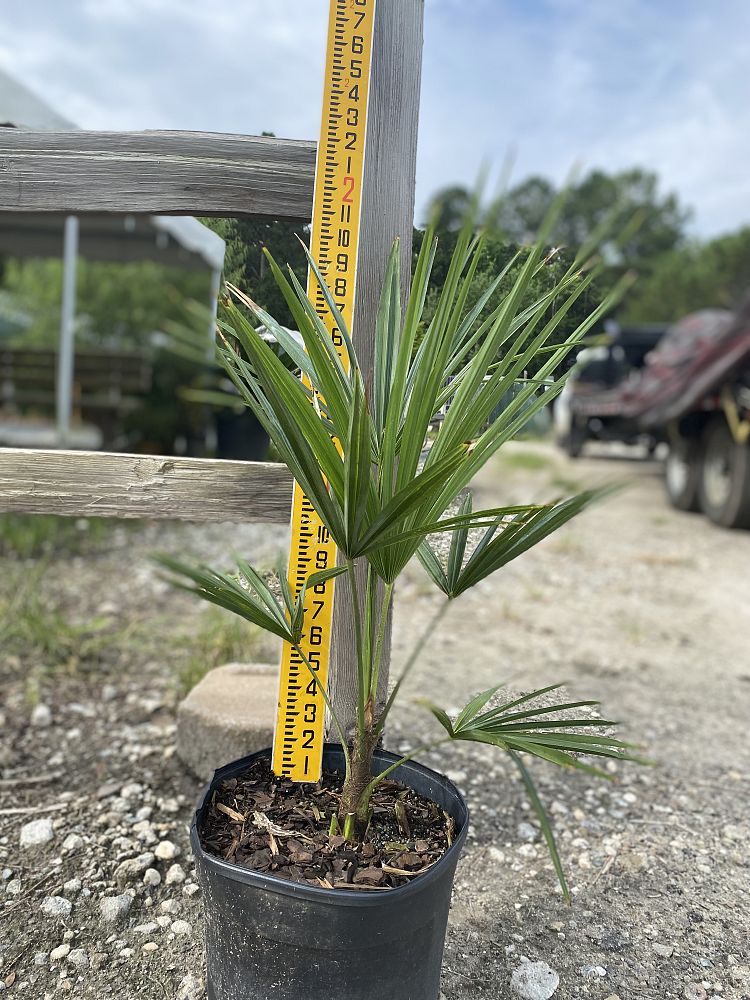 trachycarpus-fortunei-windmill-palm-chusan-palm