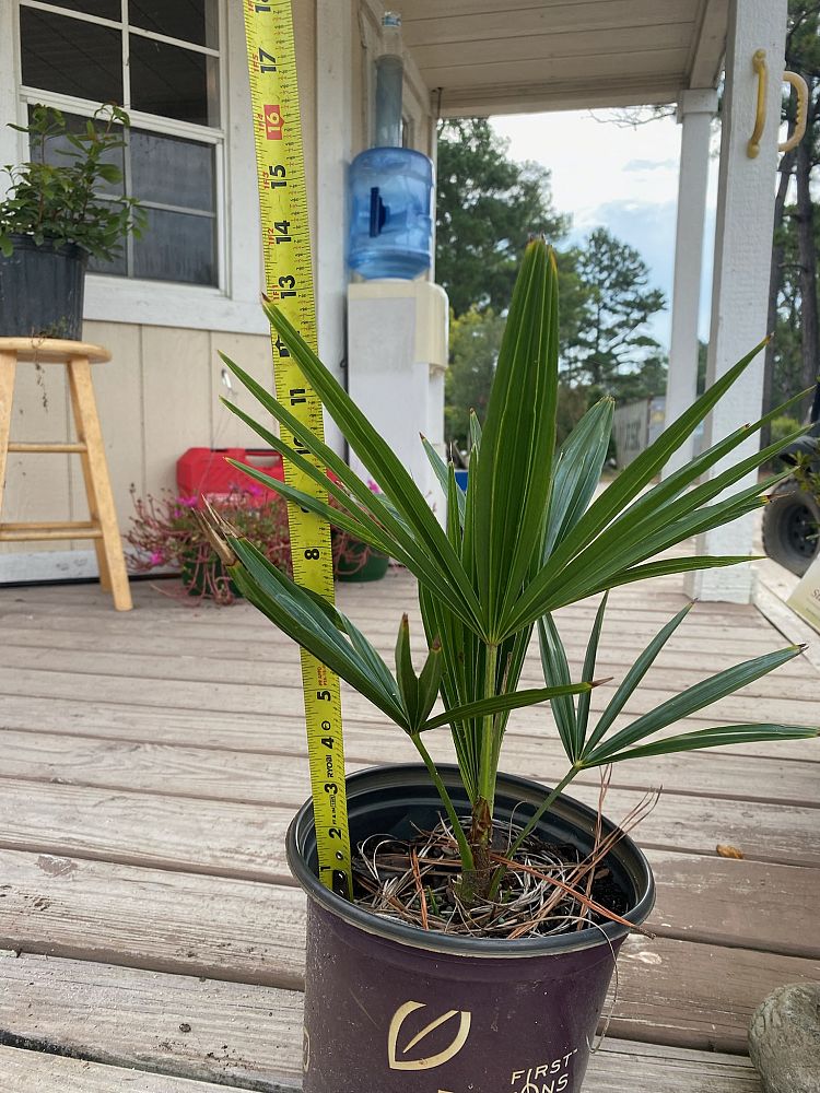 trachycarpus-fortunei-windmill-palm-chusan-palm