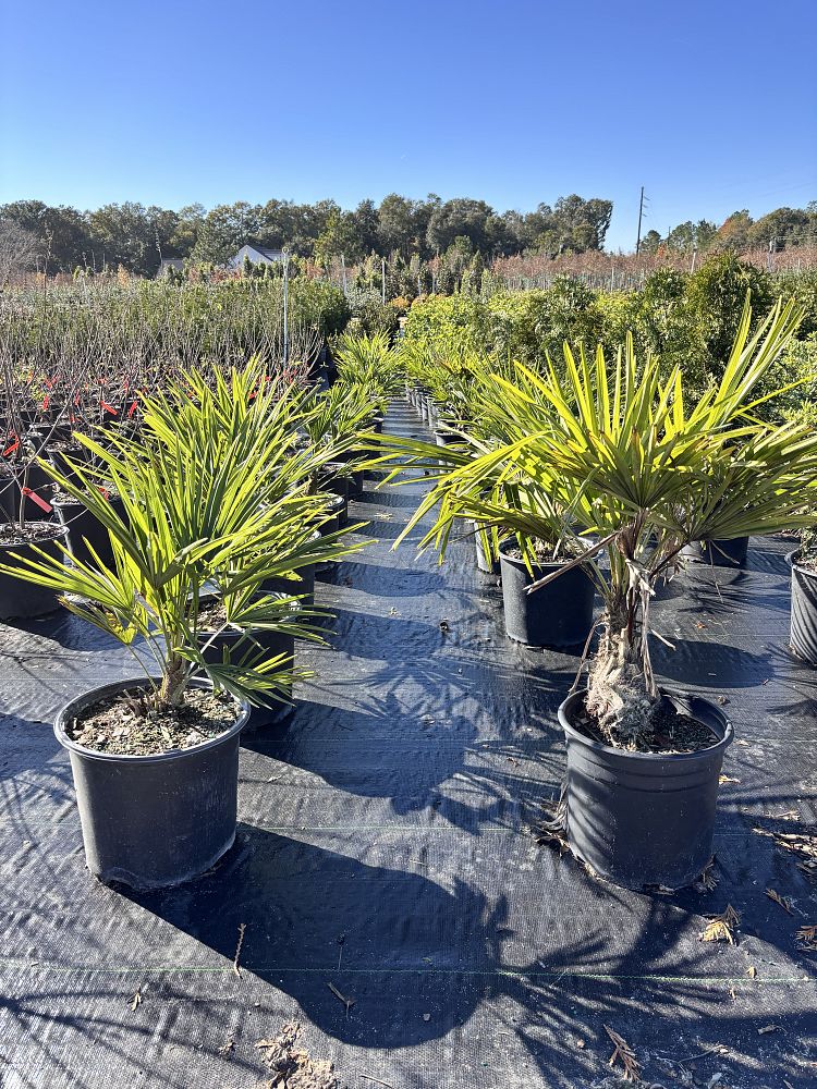 trachycarpus-fortunei-windmill-palm-chusan-palm