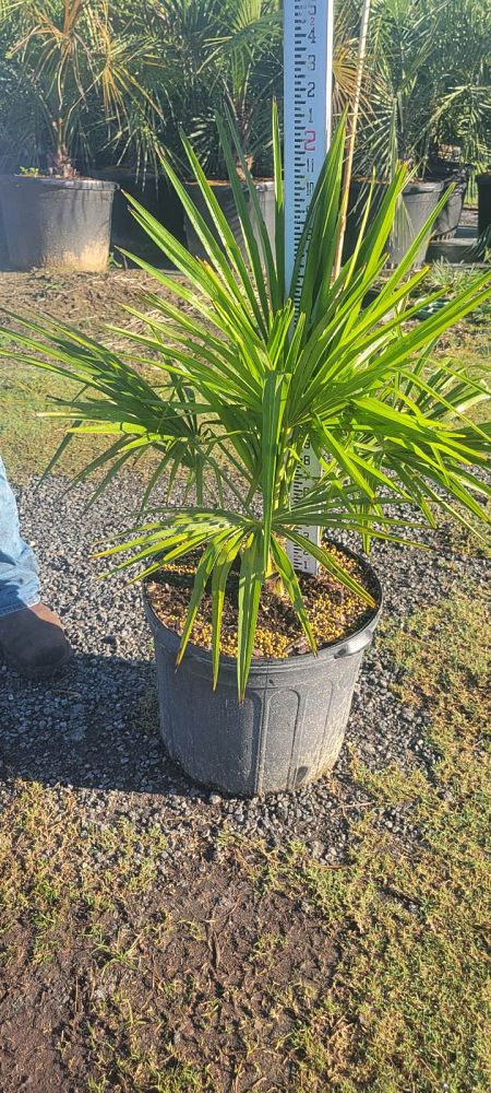 trachycarpus-fortunei-windmill-palm-chusan-palm