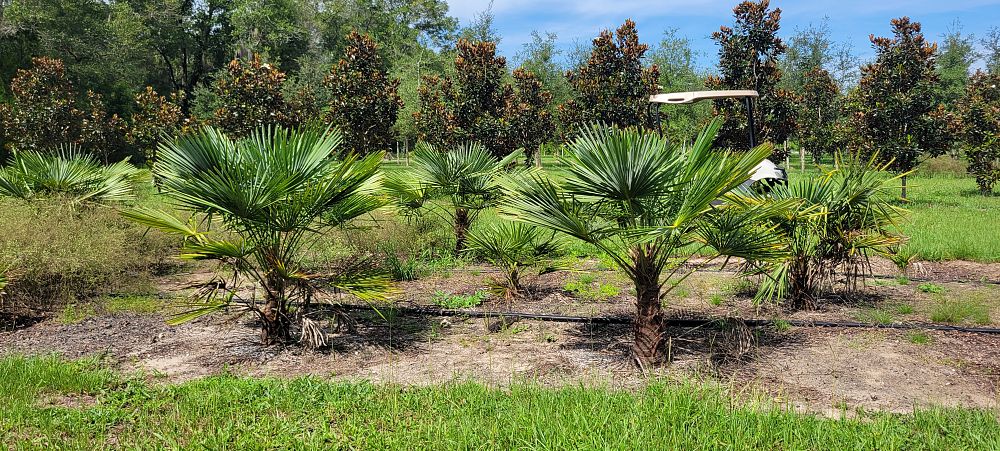 trachycarpus-fortunei-windmill-palm-chusan-palm