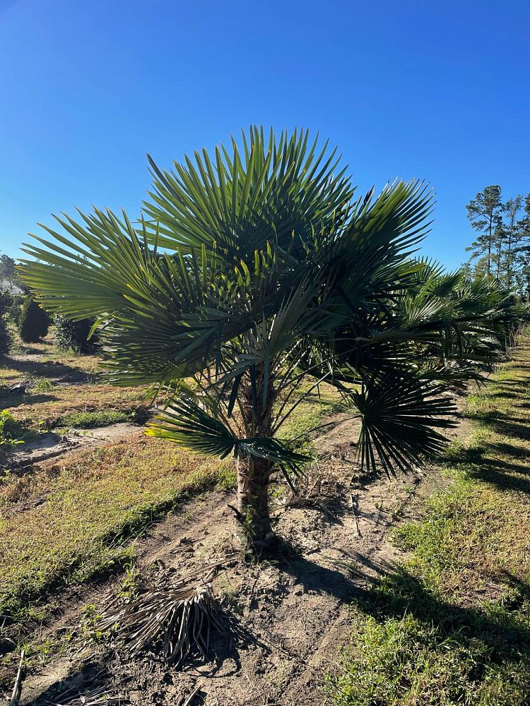 trachycarpus-fortunei-windmill-palm-chusan-palm