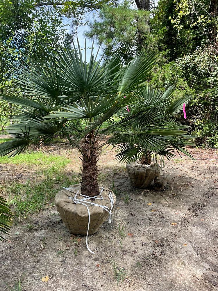 trachycarpus-fortunei-windmill-palm-chusan-palm