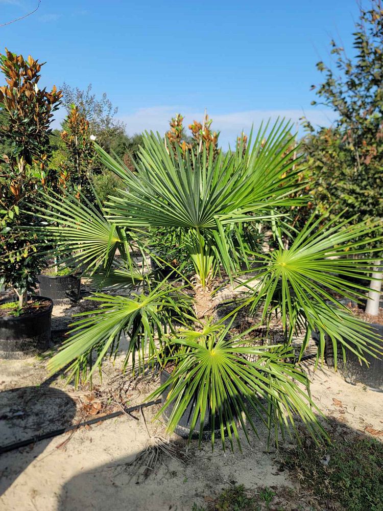 trachycarpus-fortunei-windmill-palm-chusan-palm