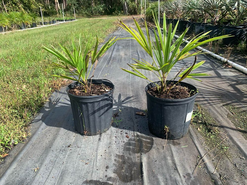 trachycarpus-fortunei-windmill-palm-chusan-palm