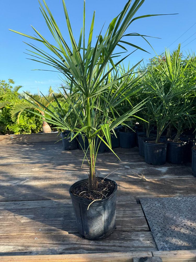 trachycarpus-fortunei-windmill-palm-chusan-palm