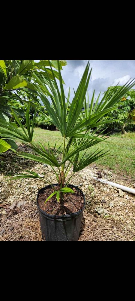 trachycarpus-fortunei-windmill-palm-chusan-palm