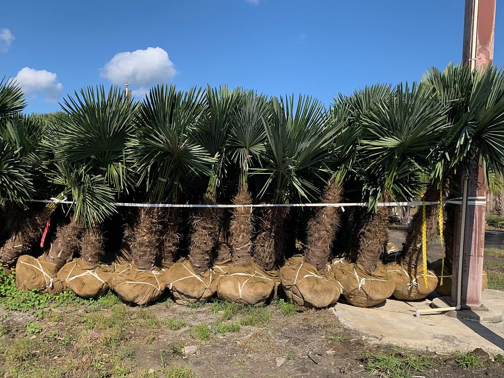 trachycarpus-fortunei-windmill-palm-chusan-palm