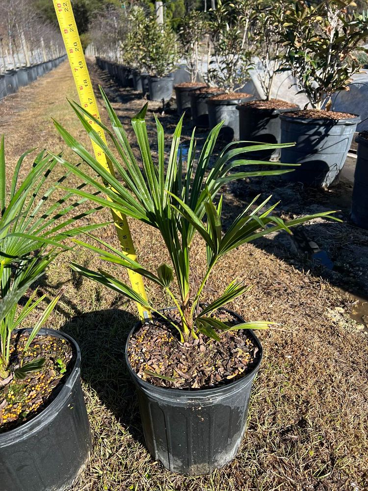 trachycarpus-fortunei-windmill-palm-chusan-palm