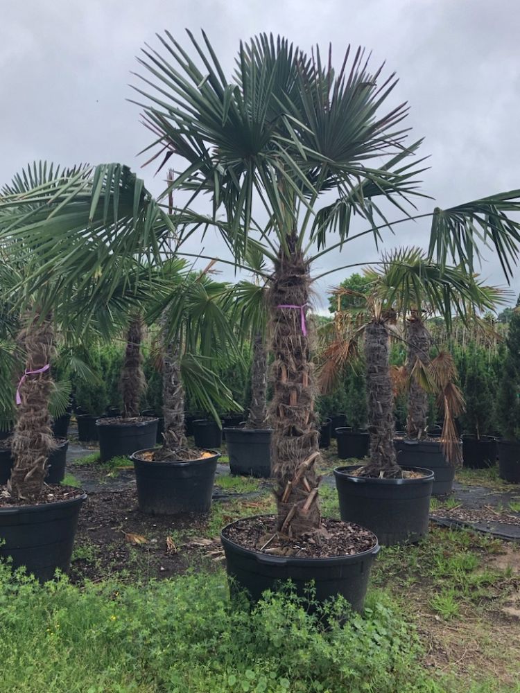 trachycarpus-fortunei-windmill-palm-chusan-palm