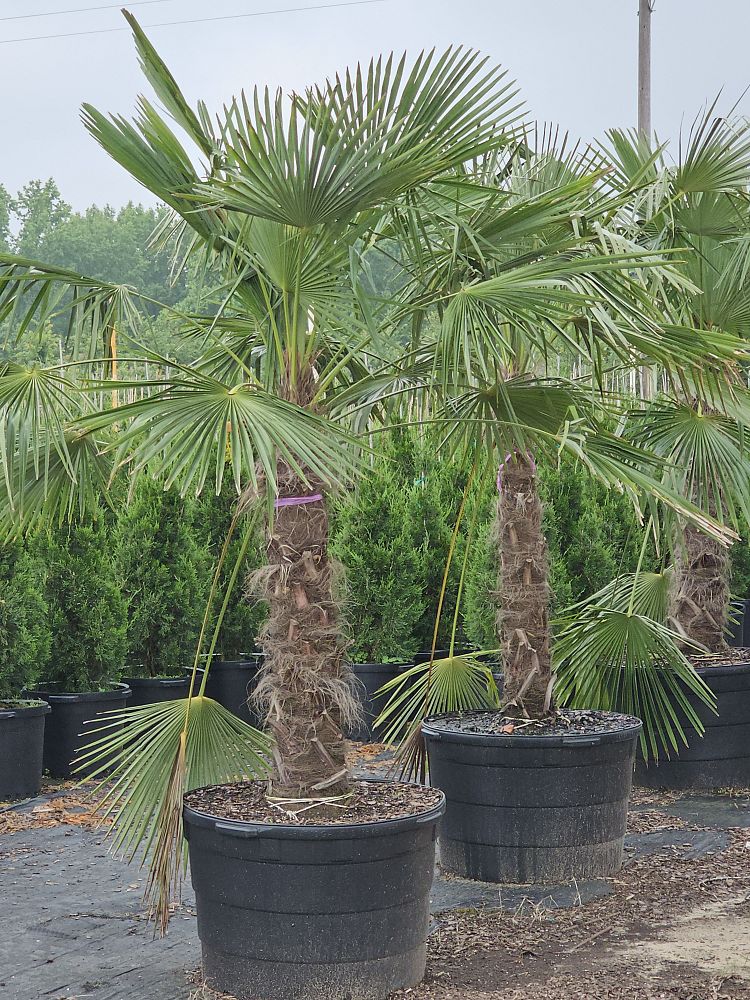 trachycarpus-fortunei-windmill-palm-chusan-palm