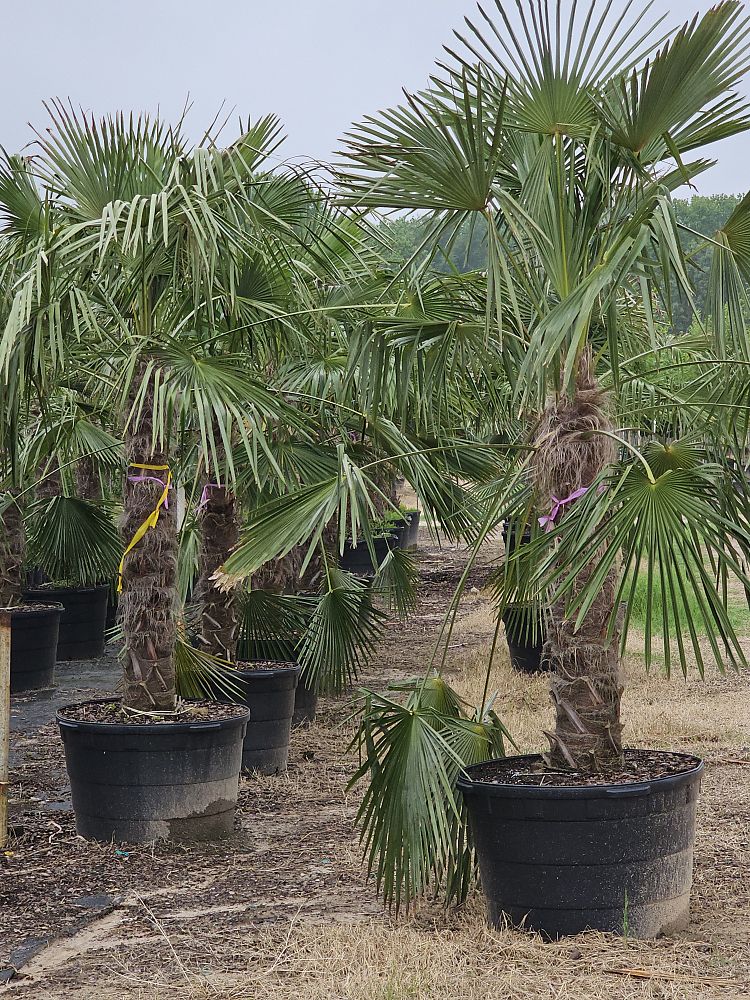 trachycarpus-fortunei-windmill-palm-chusan-palm