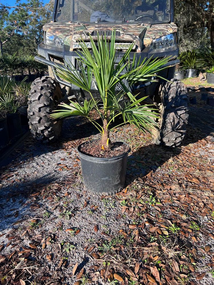 trachycarpus-fortunei-windmill-palm-chusan-palm