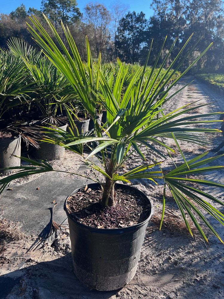 trachycarpus-fortunei-windmill-palm-chusan-palm