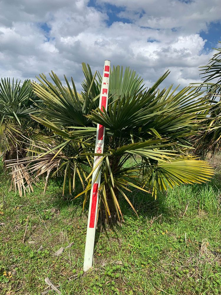 trachycarpus-fortunei-windmill-palm-chusan-palm