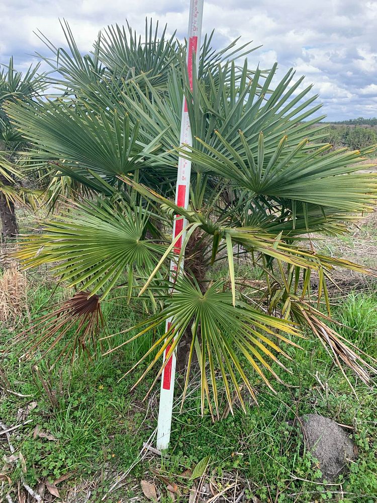 trachycarpus-fortunei-windmill-palm-chusan-palm