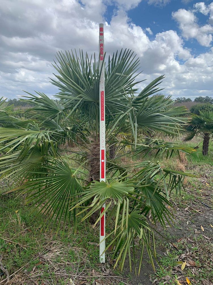 trachycarpus-fortunei-windmill-palm-chusan-palm