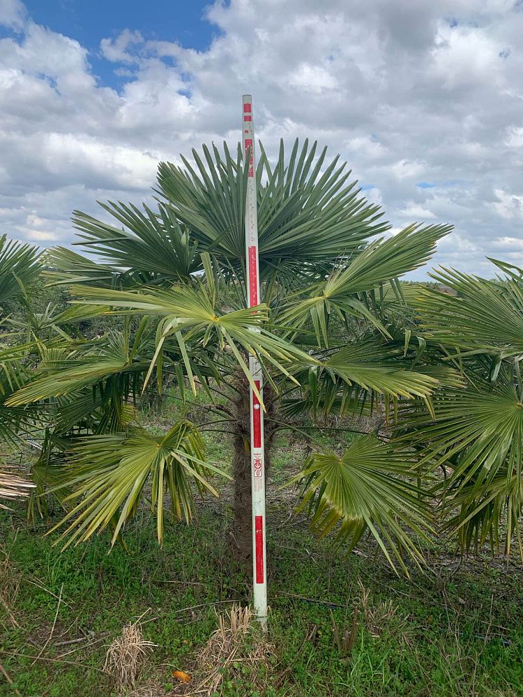 trachycarpus-fortunei-windmill-palm-chusan-palm