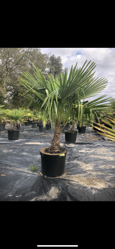 trachycarpus-fortunei-windmill-palm-chusan-palm