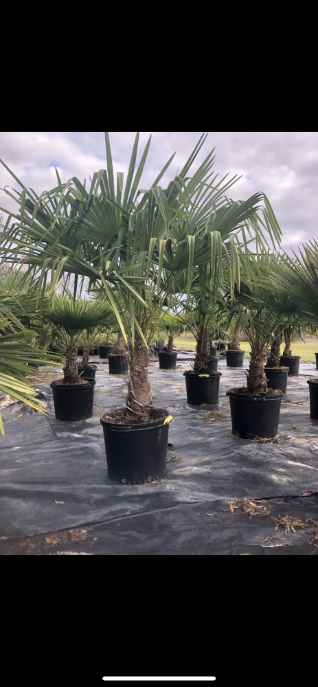 trachycarpus-fortunei-windmill-palm-chusan-palm
