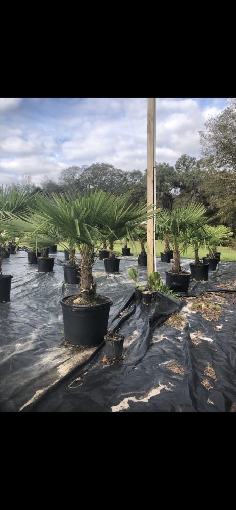 trachycarpus-fortunei-windmill-palm-chusan-palm