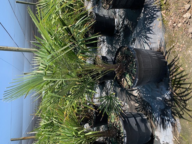 trachycarpus-fortunei-windmill-palm-chusan-palm