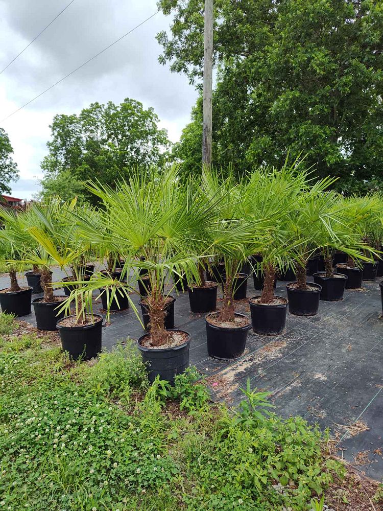 trachycarpus-fortunei-windmill-palm-chusan-palm