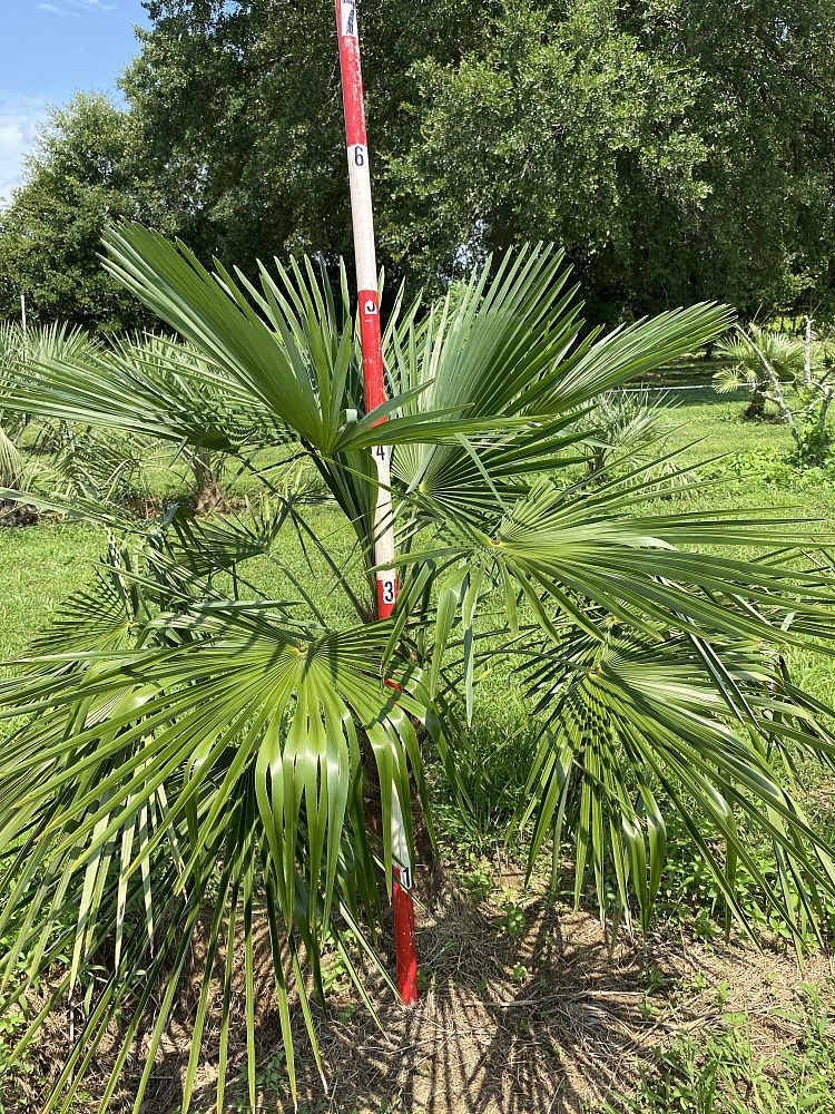 trachycarpus-fortunei-windmill-palm-chusan-palm