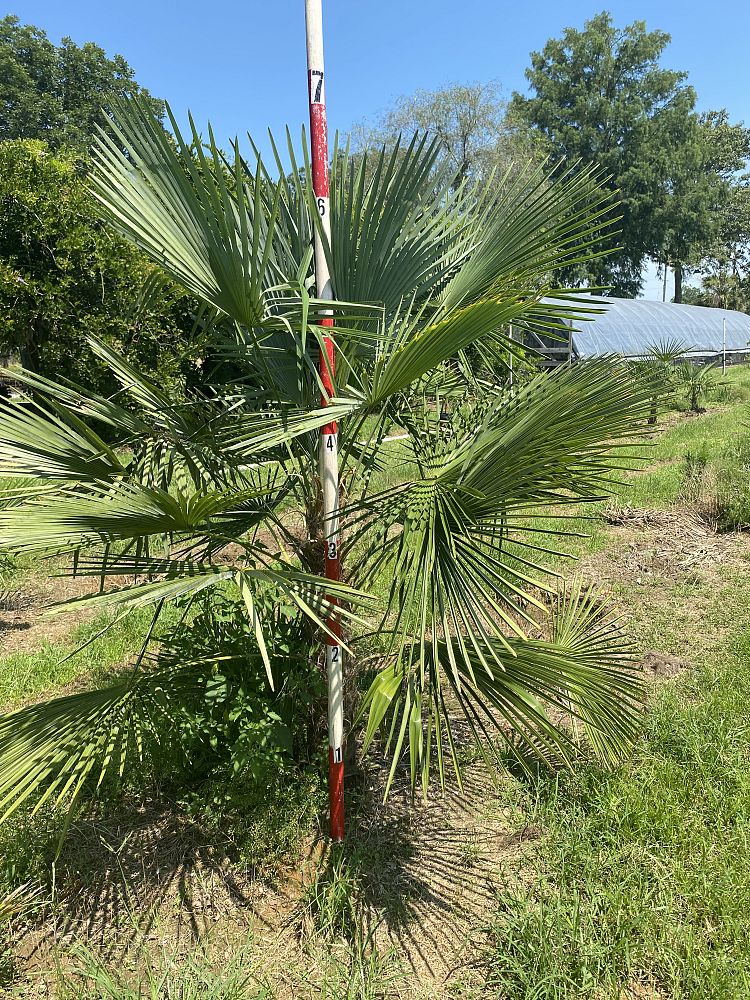 trachycarpus-fortunei-windmill-palm-chusan-palm