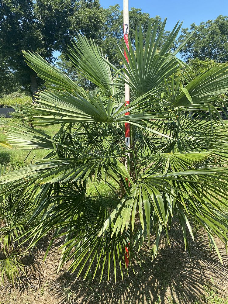 trachycarpus-fortunei-windmill-palm-chusan-palm