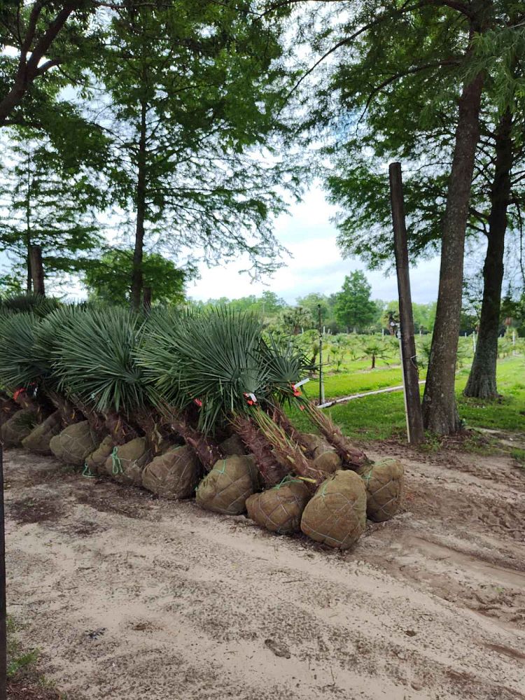 trachycarpus-fortunei-windmill-palm-chusan-palm