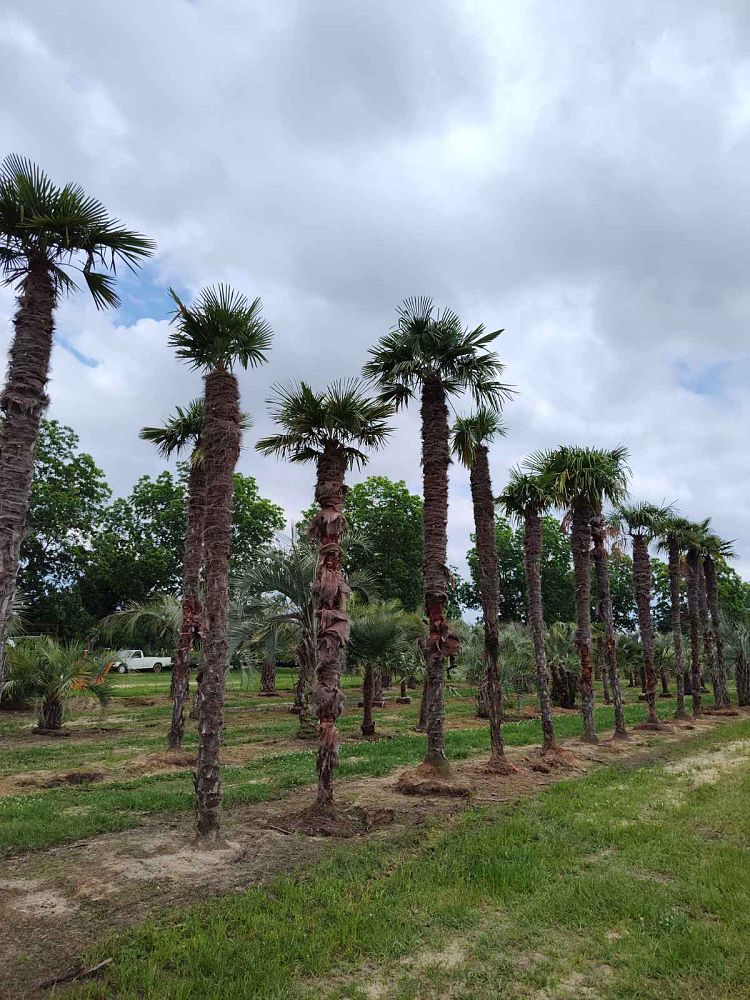 trachycarpus-fortunei-windmill-palm-chusan-palm