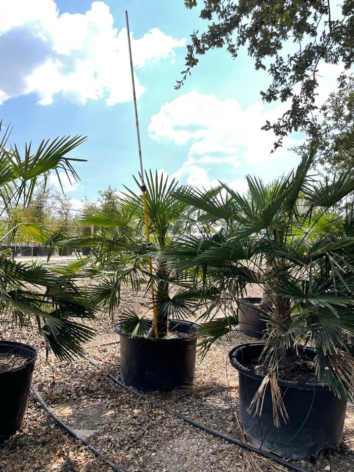 trachycarpus-fortunei-windmill-palm-chusan-palm
