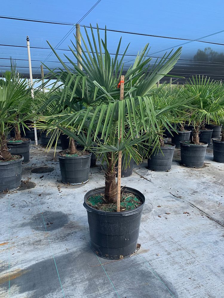 trachycarpus-fortunei-windmill-palm-chusan-palm