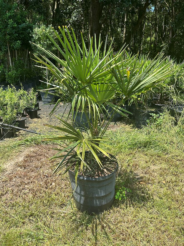 trachycarpus-fortunei-windmill-palm-chusan-palm