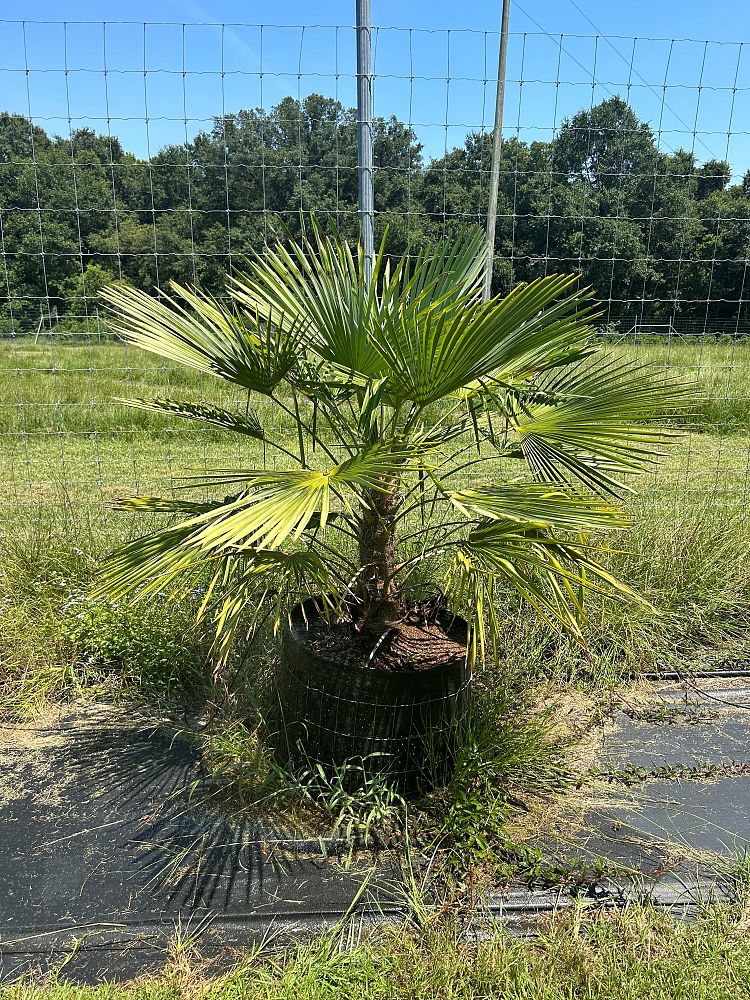 trachycarpus-fortunei-windmill-palm-chusan-palm
