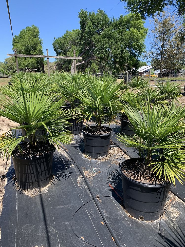 trachycarpus-fortunei-windmill-palm-chusan-palm
