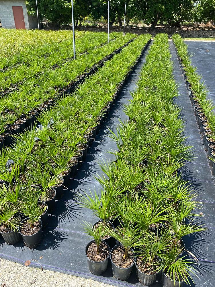 trachycarpus-fortunei-windmill-palm-chusan-palm