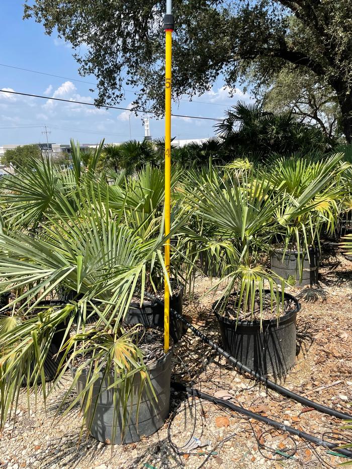 trachycarpus-fortunei-windmill-palm-chusan-palm