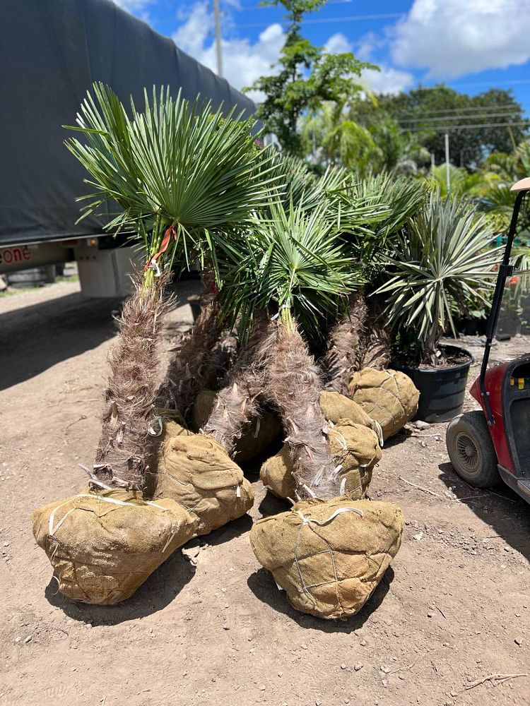 trachycarpus-fortunei-windmill-palm-chusan-palm