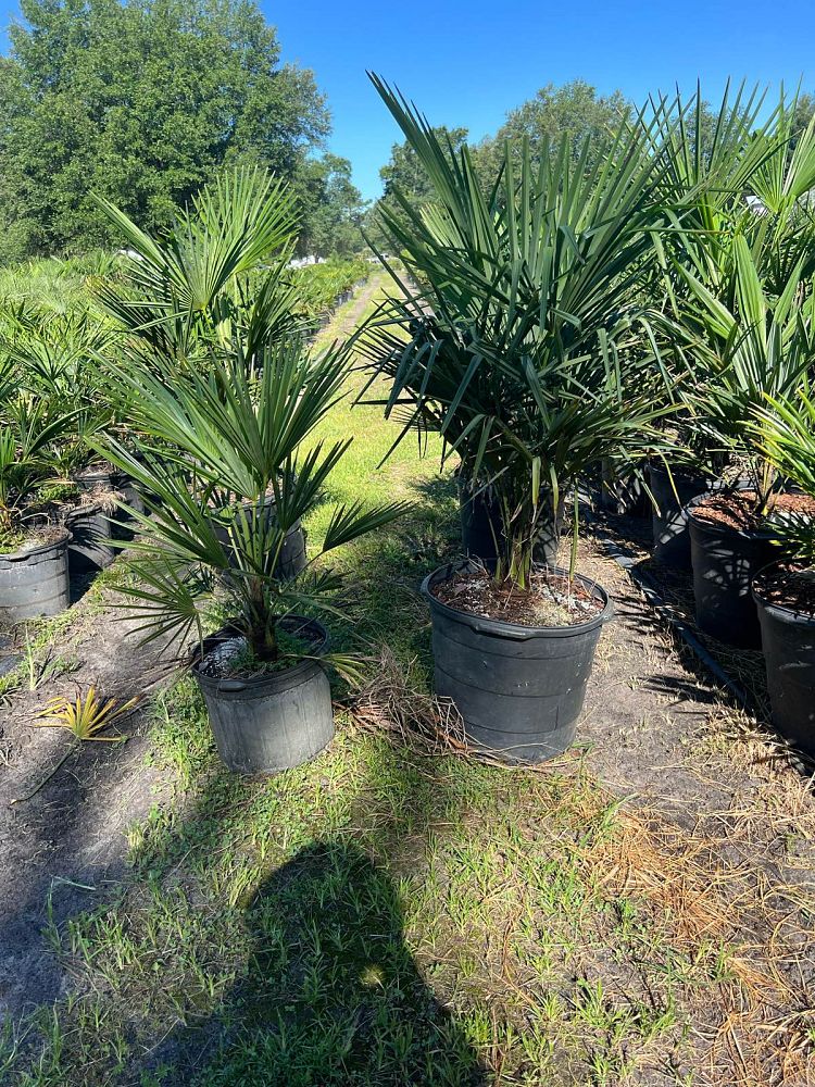 trachycarpus-fortunei-windmill-palm-chusan-palm