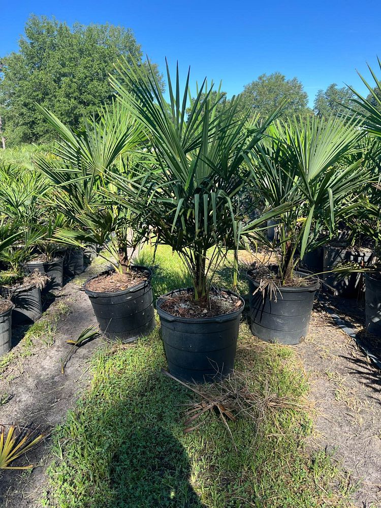 trachycarpus-fortunei-windmill-palm-chusan-palm