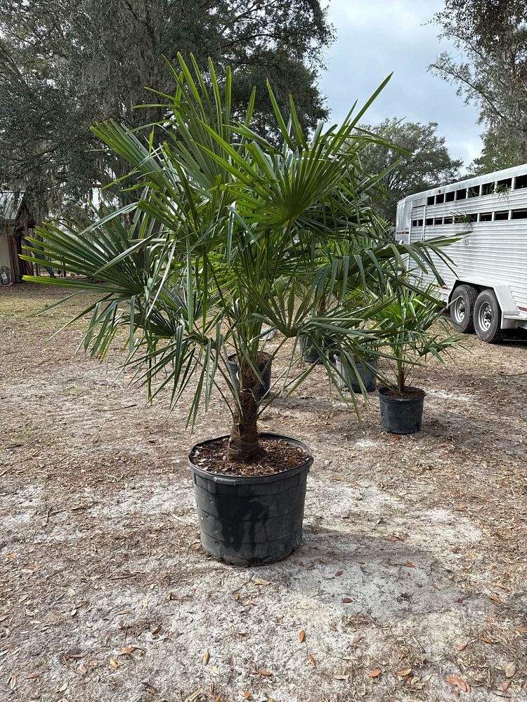 trachycarpus-fortunei-windmill-palm-chusan-palm