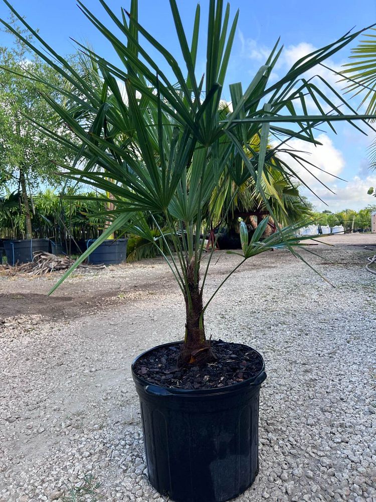 trachycarpus-fortunei-windmill-palm-chusan-palm