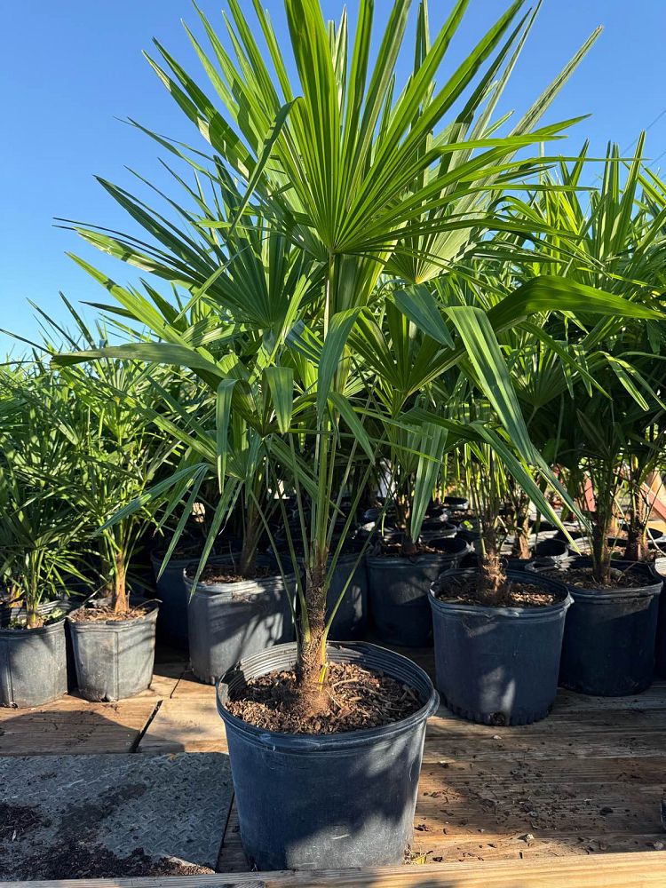 trachycarpus-fortunei-windmill-palm-chusan-palm