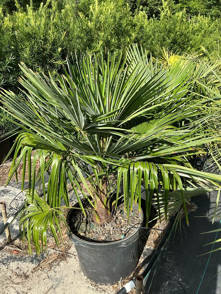 trachycarpus-fortunei-windmill-palm-chusan-palm