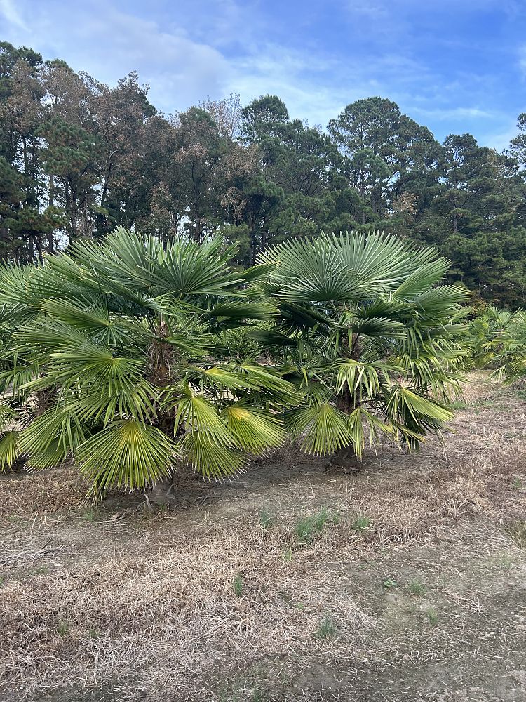 trachycarpus-fortunei-windmill-palm-chusan-palm