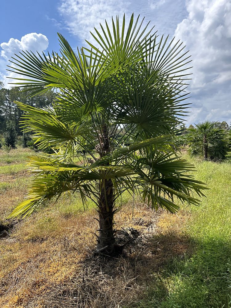 trachycarpus-fortunei-windmill-palm-chusan-palm