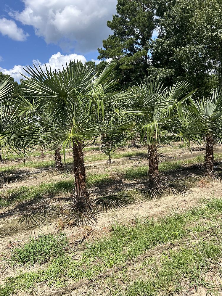 trachycarpus-fortunei-windmill-palm-chusan-palm