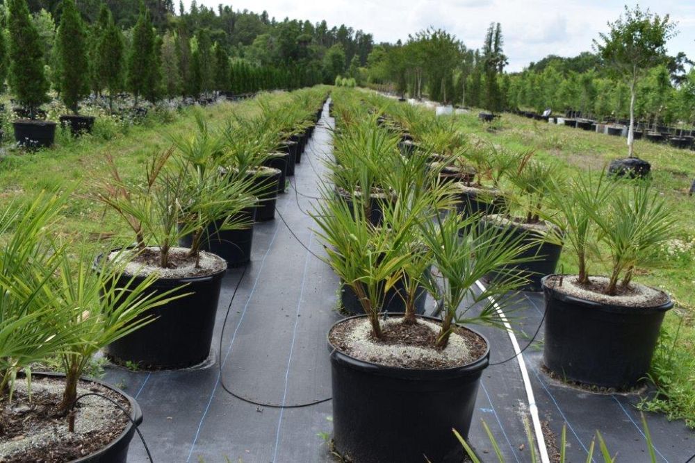 trachycarpus-fortunei-windmill-palm-chusan-palm